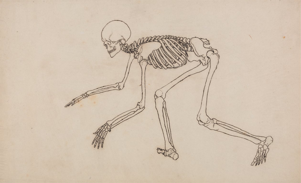 Studium postaci ludzkiej, widok boczny, z porównawczej ekspozycji anatomicznej struktury ciała ludzkiego z ciałem tygrysa i drobiu zwyczajnego, 1795-1806 (pióro i atrament na graficie na wow autorstwa George Stubbs