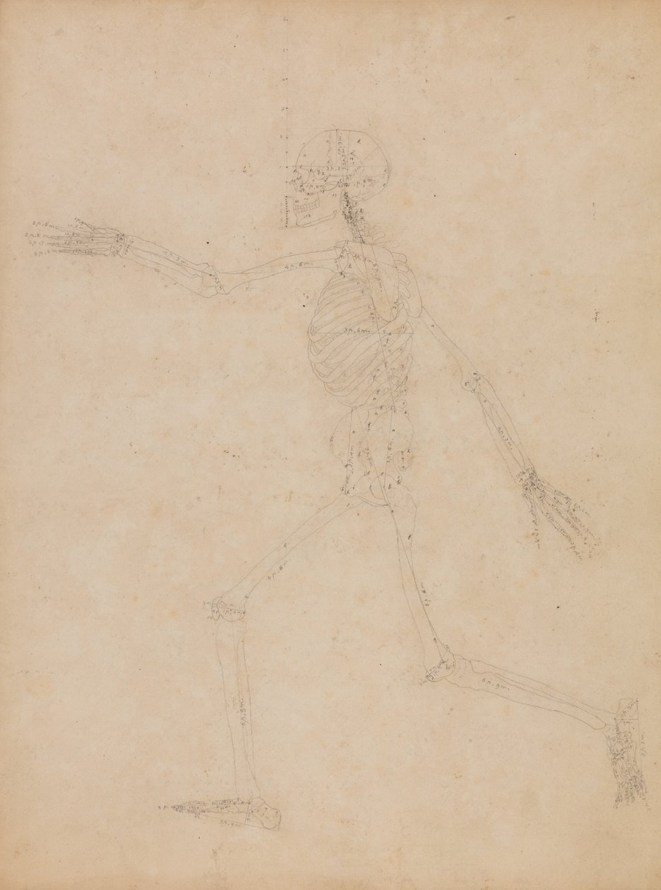 Studium postaci ludzkiej, widok boczny, z „Porównawczej anatomicznej ekspozycji budowy ciała ludzkiego z ciałem tygrysa i drobiu zwyczajnego” autorstwa George Stubbs