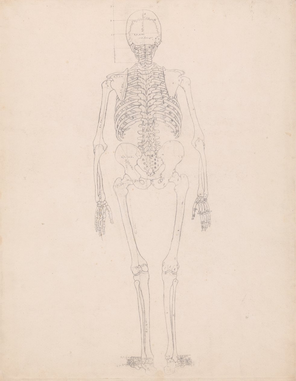Studium postaci ludzkiej, widok z tyłu, diagram klucza do tabeli II, z porównawczej ekspozycji anatomicznej struktury ciała ludzkiego z ciałem tygrysa i drobiu zwyczajnego, c.1795-1806 autorstwa George Stubbs