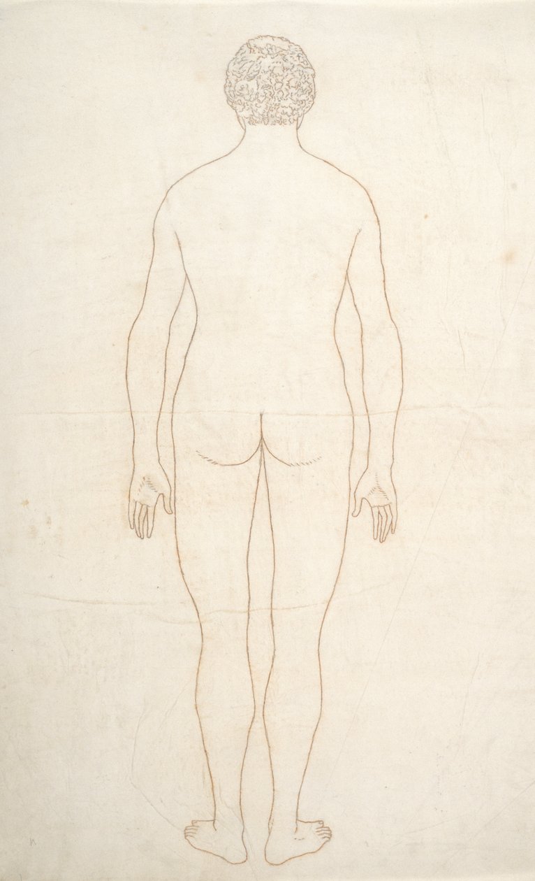 Studium postaci ludzkiej, widok z tyłu, z porównawczej ekspozycji anatomicznej budowy ciała ludzkiego z ciałem tygrysa i drobiu zwyczajnego, c.1795-1806 (atrament na papierze) autorstwa George Stubbs