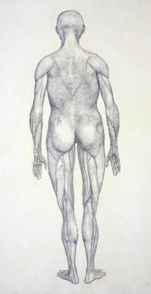 Studium figury ludzkiej, widok z tyłu, z pracy Anatomiczna ekspozycja budowy ciała ludzkiego z tygrysem i ptactwem pospolitym, ok. 1795-1806 (grafit na papierze kasetowym) autorstwa George Stubbs