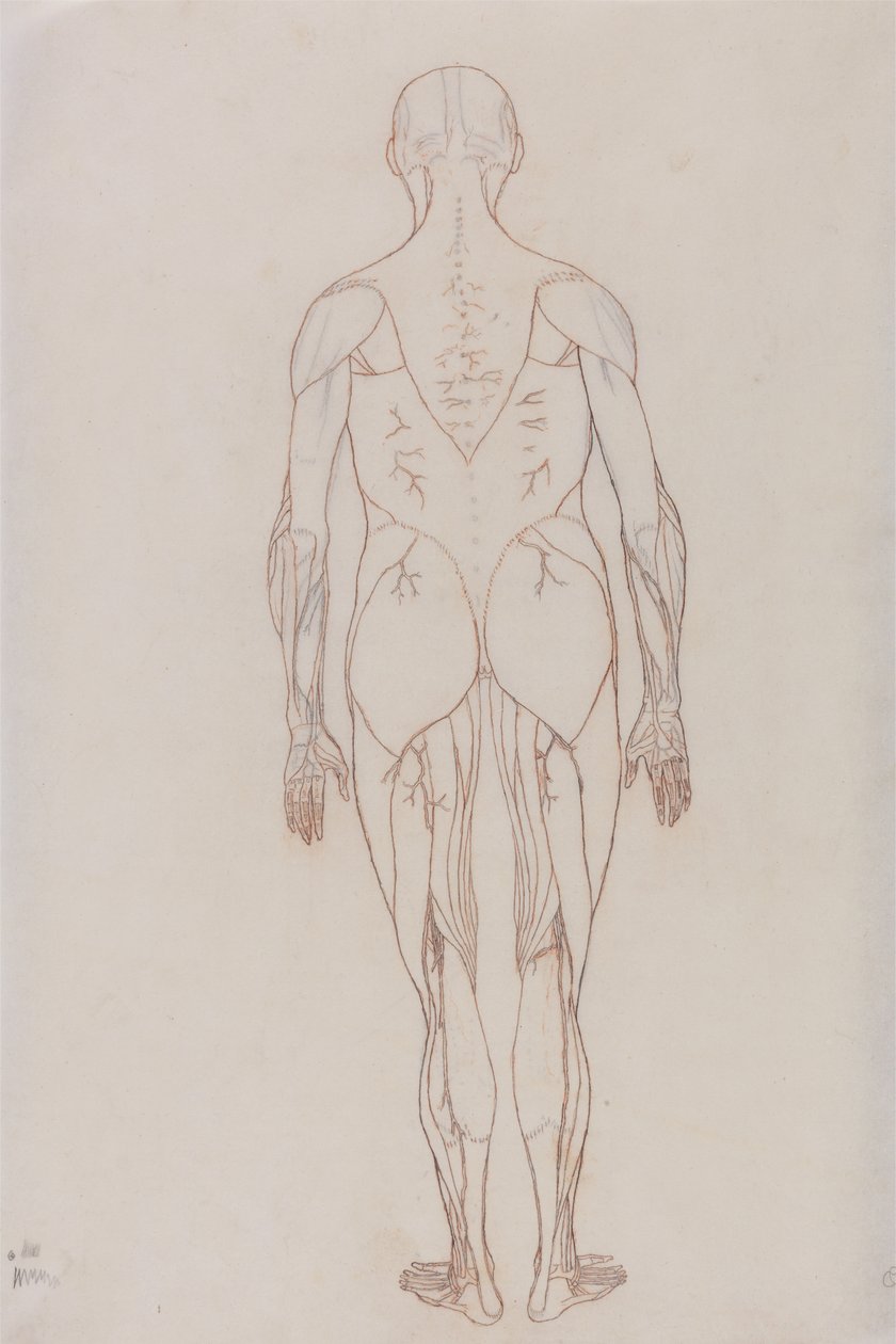 Studium figury ludzkiej, widok z tyłu, z Anatomicznej ekspozycji porównawczej budowy ciała ludzkiego z tygrysem i ptactwem pospolitym, ok. 1795-1806 (czerwona kreda na papierze nabojowym) autorstwa George Stubbs