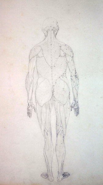 Studium postaci ludzkiej, widok z tyłu, z porównawczej ekspozycji anatomicznej budowy ciała ludzkiego z ciałem tygrysa i drobiu zwyczajnego, c.1795-1806 (grafit na papierze na naboje) autorstwa George Stubbs