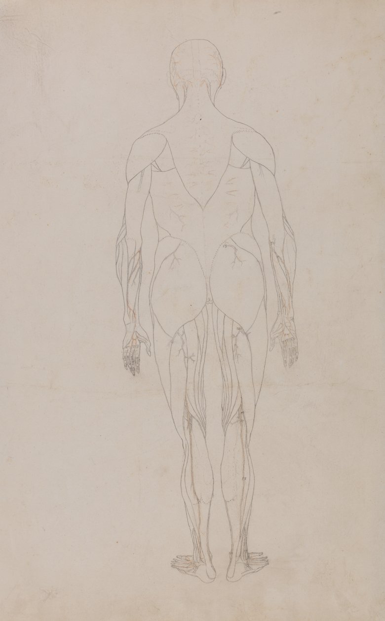 Studium postaci ludzkiej, widok z tyłu, z porównawczej ekspozycji anatomicznej struktury ciała ludzkiego z ciałem tygrysa i drobiu zwyczajnego, c.1795-1806 (grafit i tusz na papierze) autorstwa George Stubbs