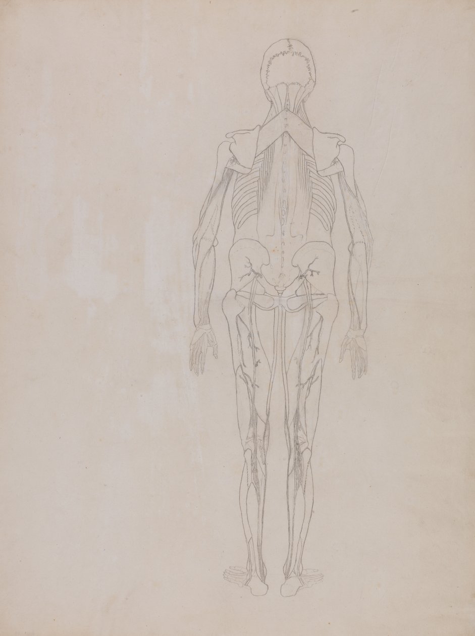 Studium postaci ludzkiej, widok z tyłu, z porównawczej ekspozycji anatomicznej budowy ciała ludzkiego z ciałem tygrysa i drobiu zwyczajnego, c.1795-1806 (grafit na papierze na naboje) autorstwa George Stubbs