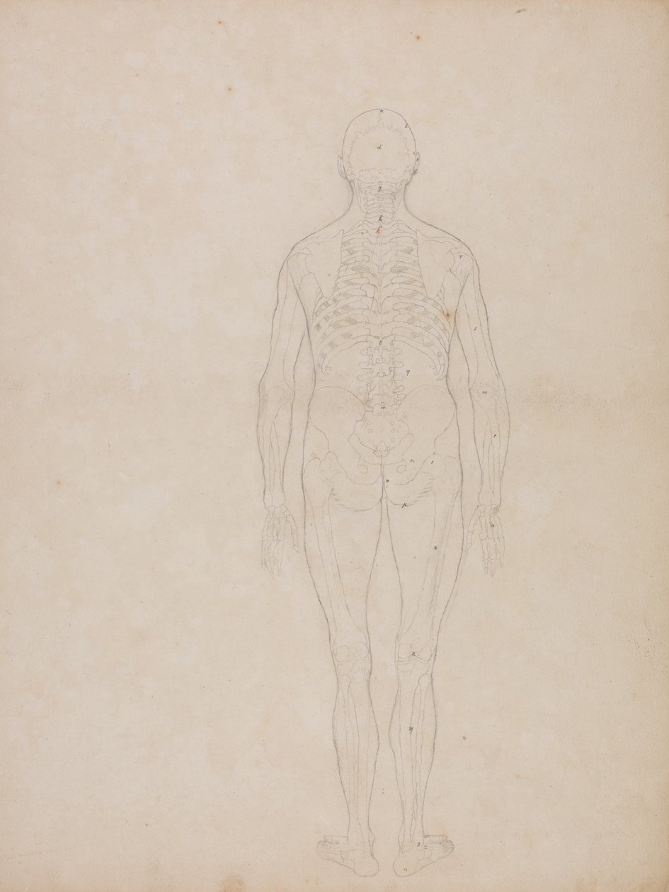 Studium figury ludzkiej, widok z tyłu, z pracy Anatomiczna ekspozycja budowy ciała ludzkiego z tygrysem i ptactwem pospolitym, ok. 1795-1806 (grafit na papierze kasetowym) autorstwa George Stubbs