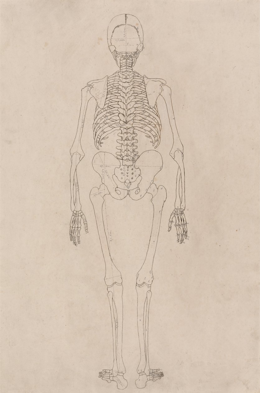 Studium postaci ludzkiej, widok z tyłu, z porównawczej ekspozycji anatomicznej struktury ciała ludzkiego z ciałem tygrysa i drobiu zwyczajnego, c.1795-1806 (tusz na papierze na naboje) autorstwa George Stubbs
