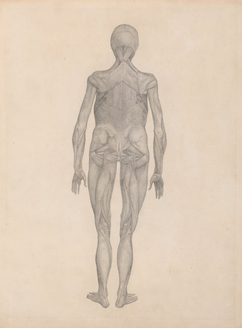 Studium postaci ludzkiej, widok z tyłu, z usuniętą skórą i leżącą poniżej tkanką powięziową, z porównawczej ekspozycji anatomicznej struktury ciała ludzkiego z ciałem tygrysa i łącznością autorstwa George Stubbs