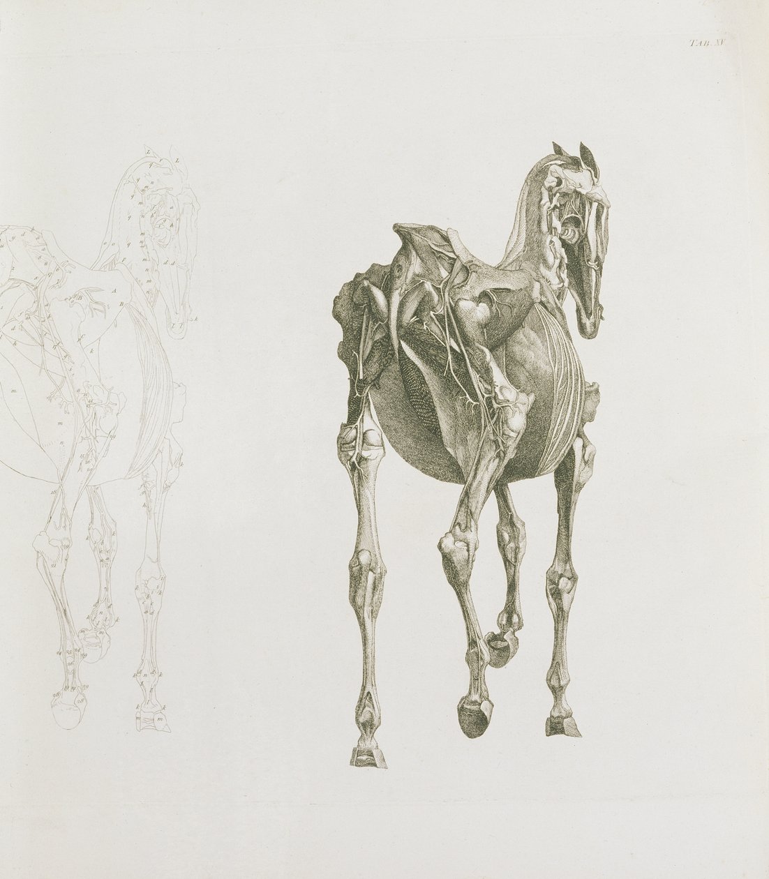 Skirtukas. XV, iš "Arklio anatomija...", 1766 poli autorstwa George Stubbs