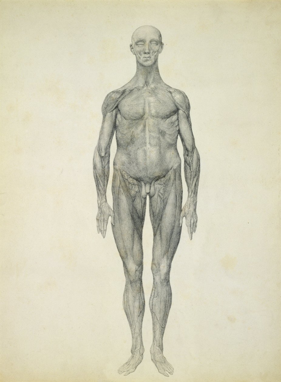 Postać ludzka, widok z przodu, z cyklu "Porównawcze anatomiczne wystawienie budowy ciała ludzkiego z ciałem tygrysa i ptactwa zwyczajnego" autorstwa George Stubbs