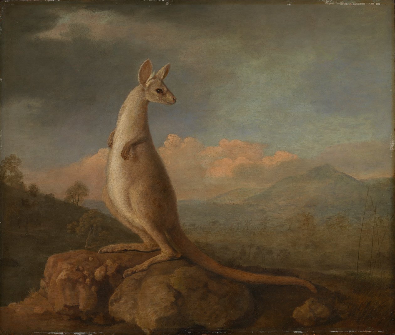 Kongouro z Nowej Holandii (kangur) autorstwa George Stubbs