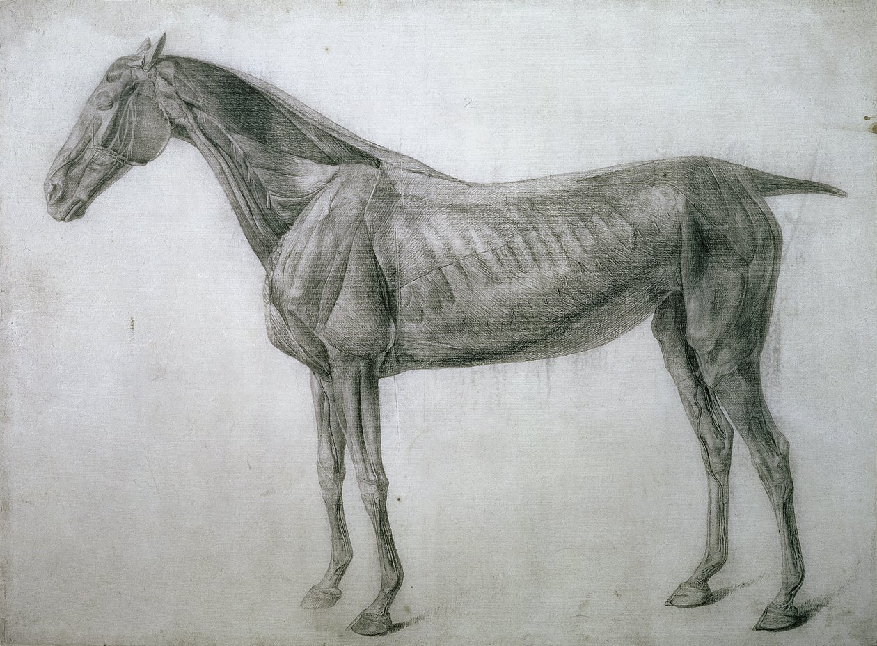 Studium mięśni: rysunek Ecorche widziany z boku, z XIII tabeli anatomicznej, z anatomii konia, 1766 autorstwa George Stubbs