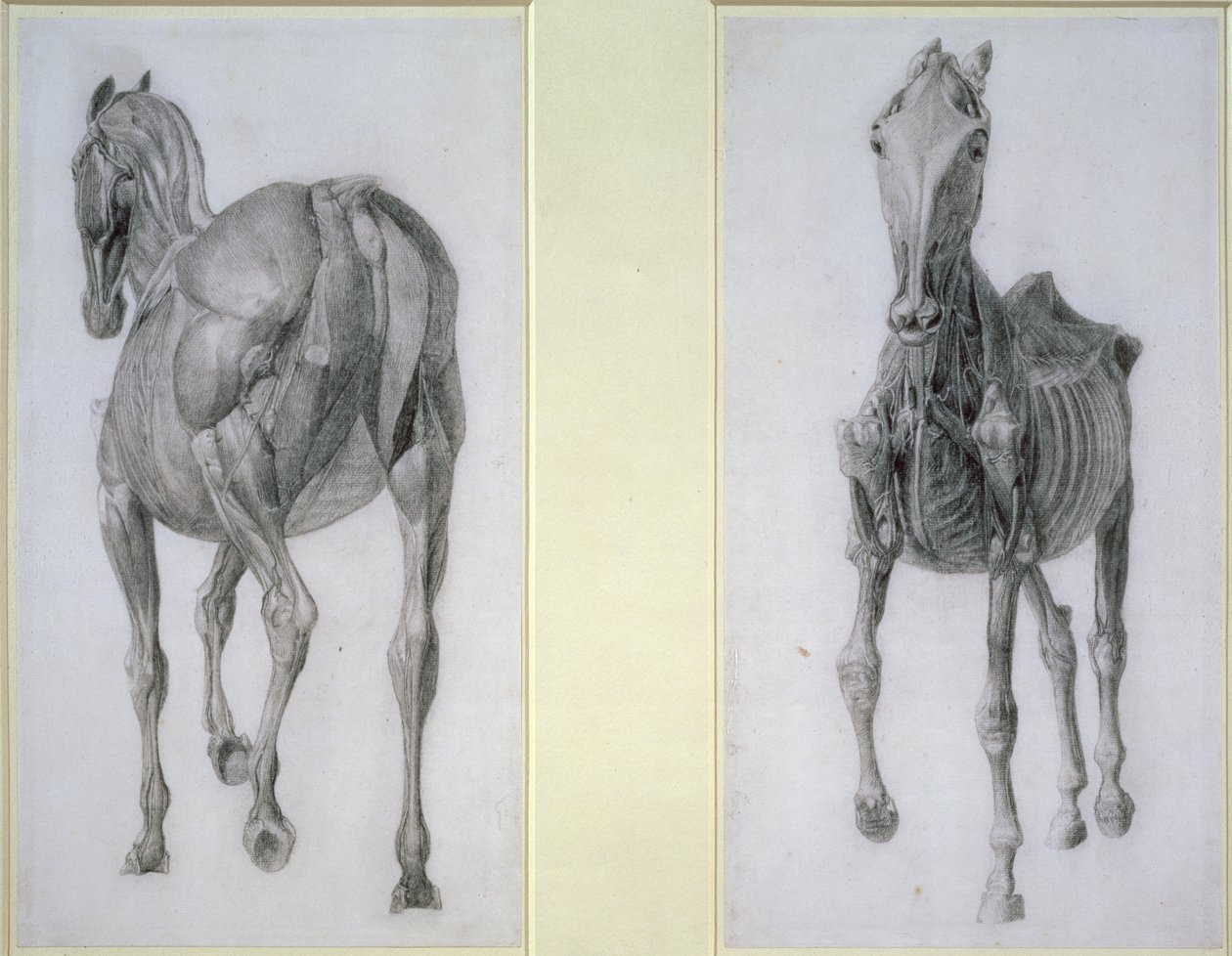 Badanie mięśni: widok z przodu i z tyłu, z XIII tabeli anatomicznej, z anatomii konia, 1766 autorstwa George Stubbs