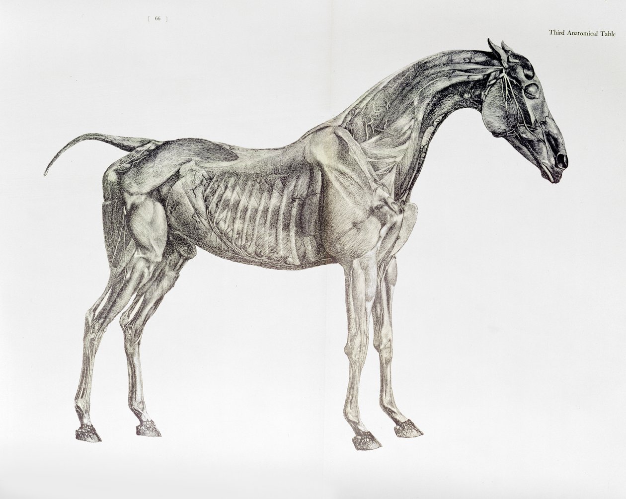 Trzecia tabela anatomiczna z „Anatomii konia” autorstwa George Stubbs