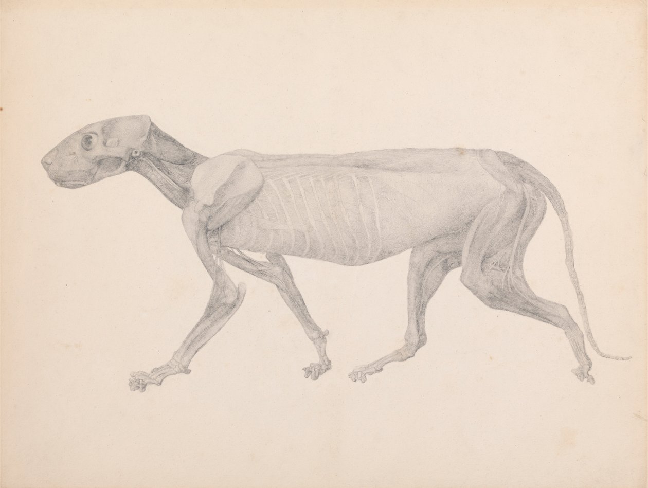 Ciało tygrysa, widok z boku (ukończony rysunek do niepublikowanej tabeli; pokazuje trzeci etap sekcji) autorstwa George Stubbs