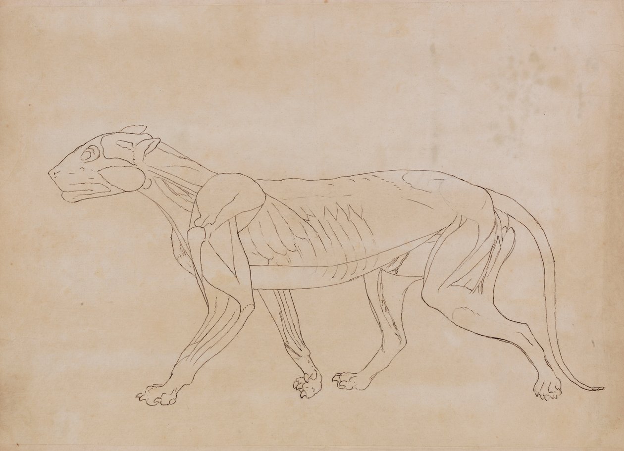 Ciało tygrysa, widok z boku (rysunek konspektu kluczowej postaci) autorstwa George Stubbs