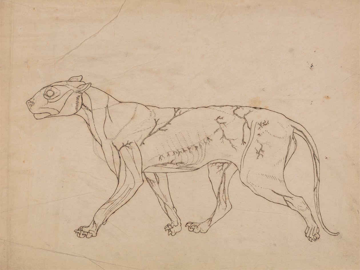 Ciało tygrysa, widok z boku (zarys mięśni powierzchniowych i ich ukrwienia, prawdopodobnie wykonany dla kluczowej postaci) autorstwa George Stubbs