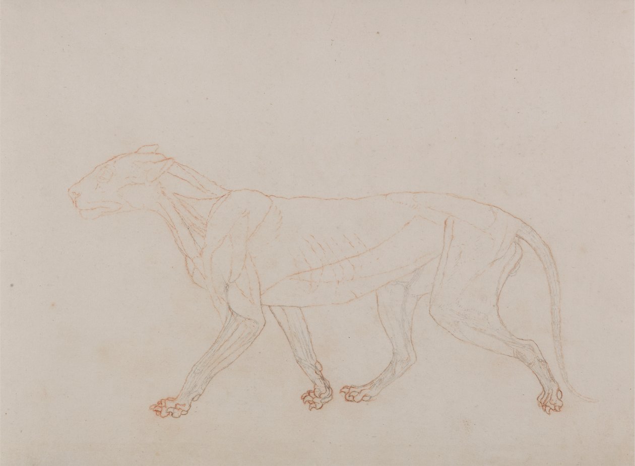 Ciało tygrysa, widok z boku (pokazuje trzeci etap sekcji) autorstwa George Stubbs