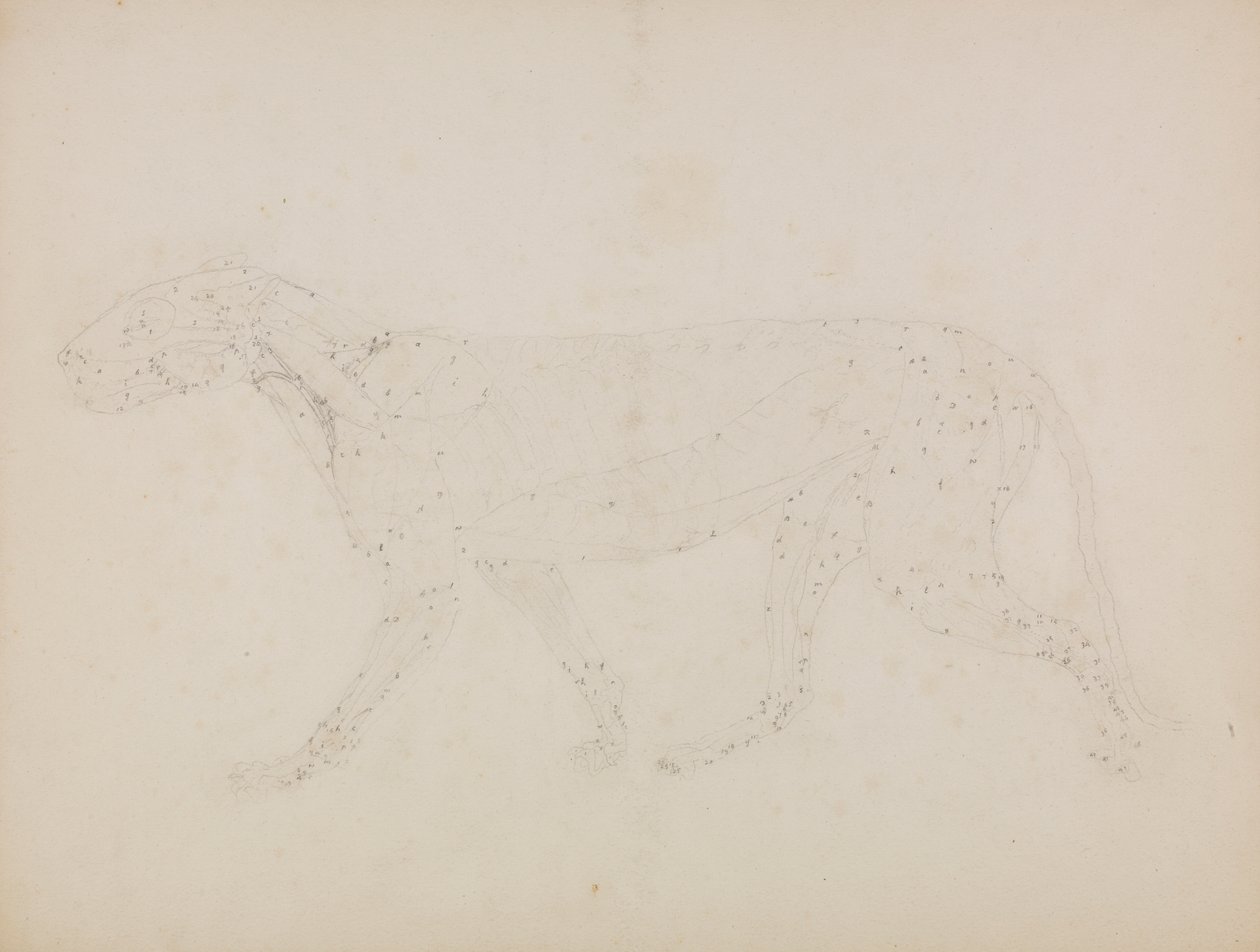 Ciało tygrysa, widok z boku (badanie górnych warstw mięśni i ich ukrwienia przygotowane dla kluczowej figury w tabeli XIV) autorstwa George Stubbs