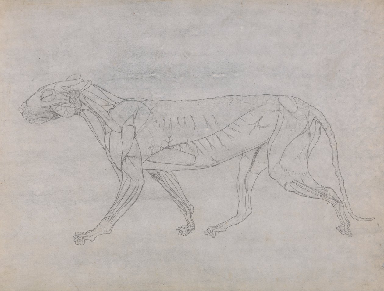 Тело тигра, боковая полировка autorstwa George Stubbs