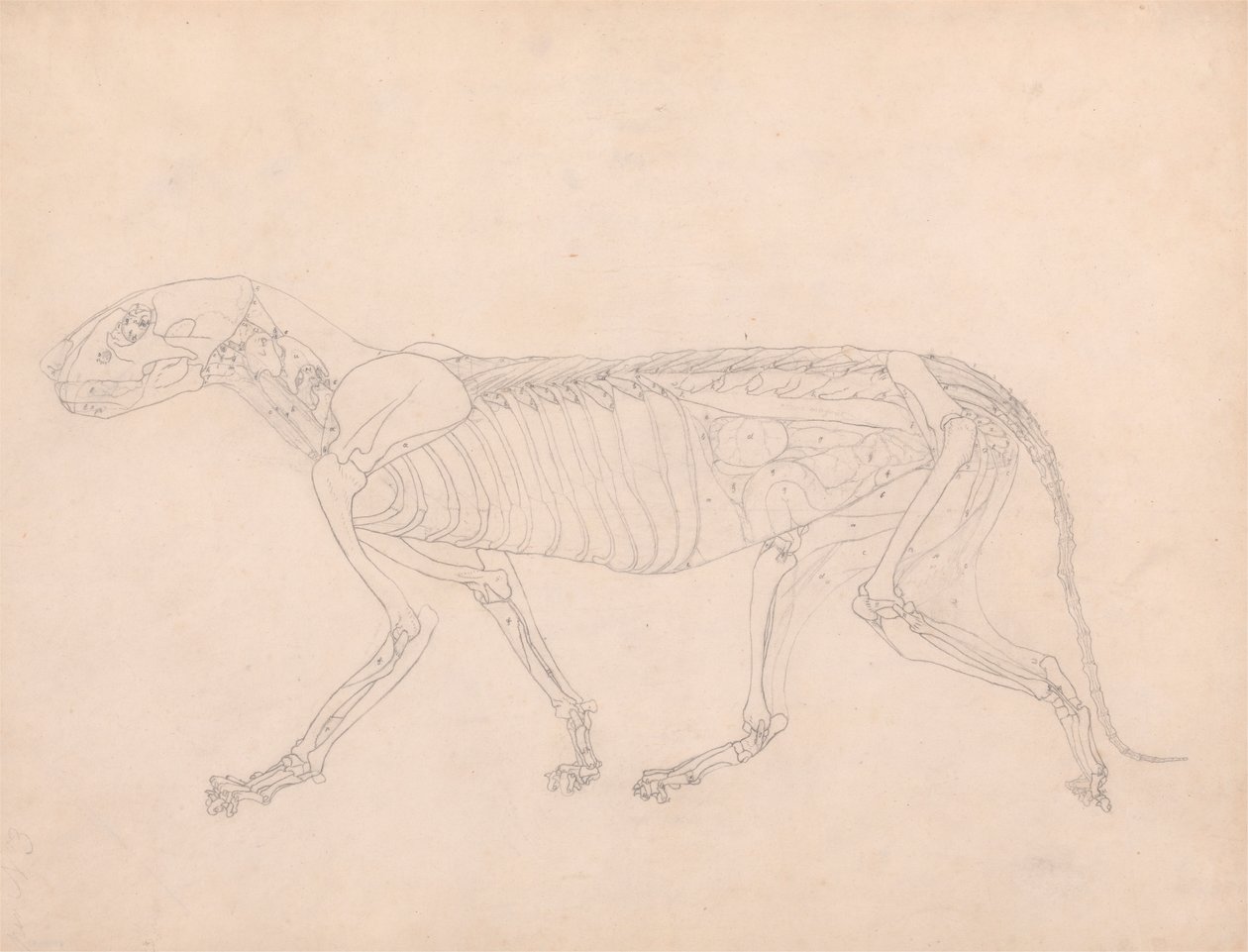 Corpo do Tigre, Verniz Lateral autorstwa George Stubbs