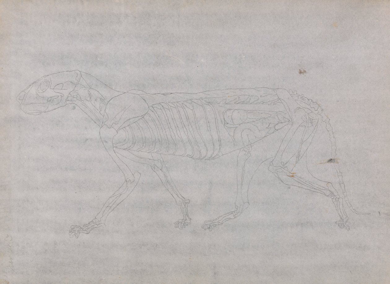 Ciało tygrysa, widok z boku autorstwa George Stubbs