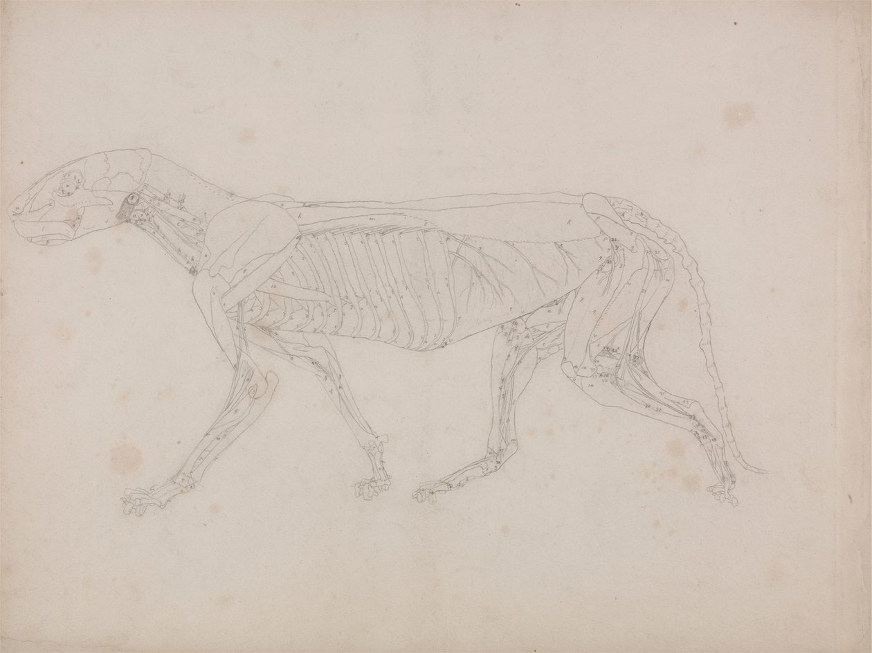 Ciało tygrysa, widok z boku autorstwa George Stubbs