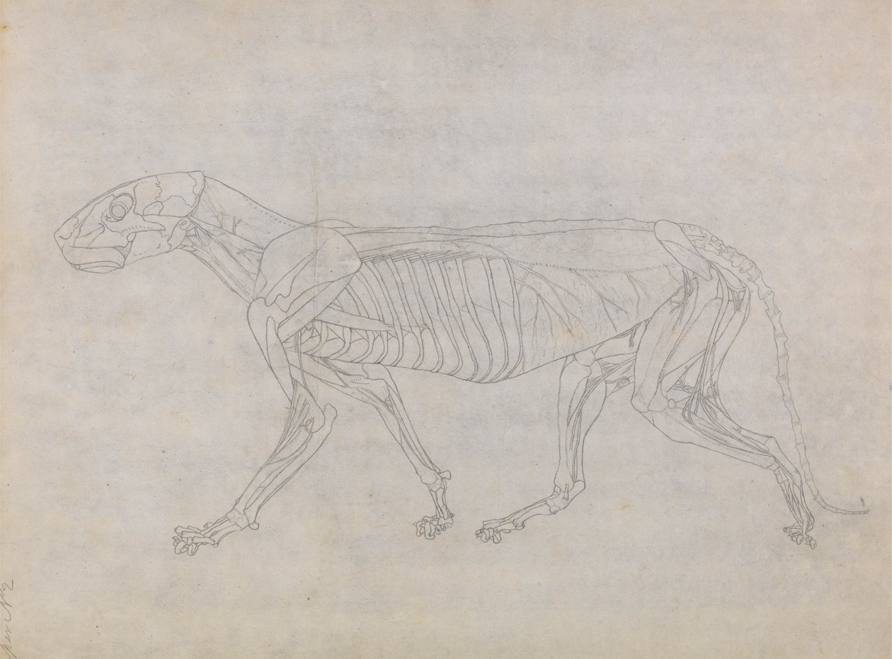 Ciało tygrysa, widok z boku autorstwa George Stubbs
