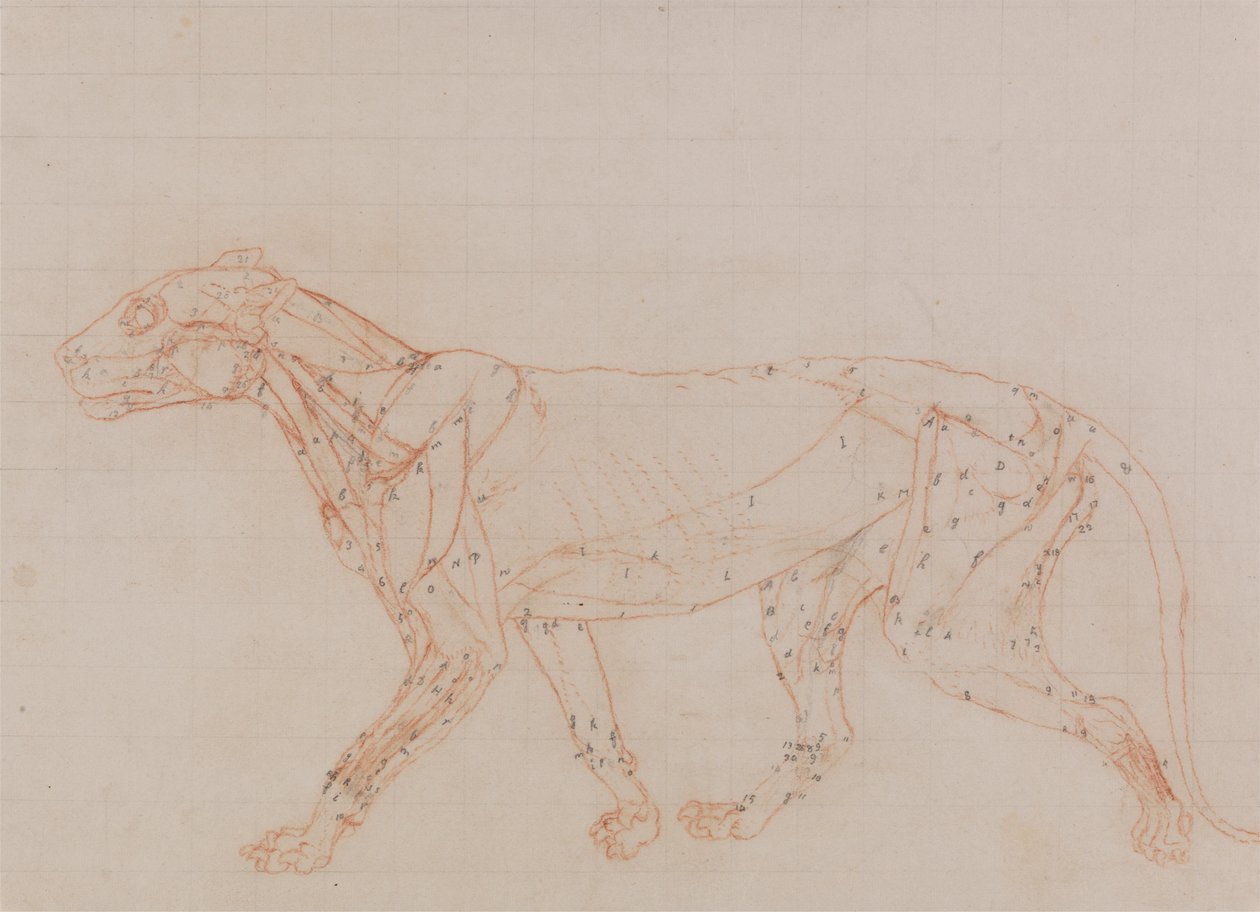 Ciało tygrysa, widok z boku (badanie mięśni odsłoniętych w trzecim etapie preparowania) autorstwa George Stubbs