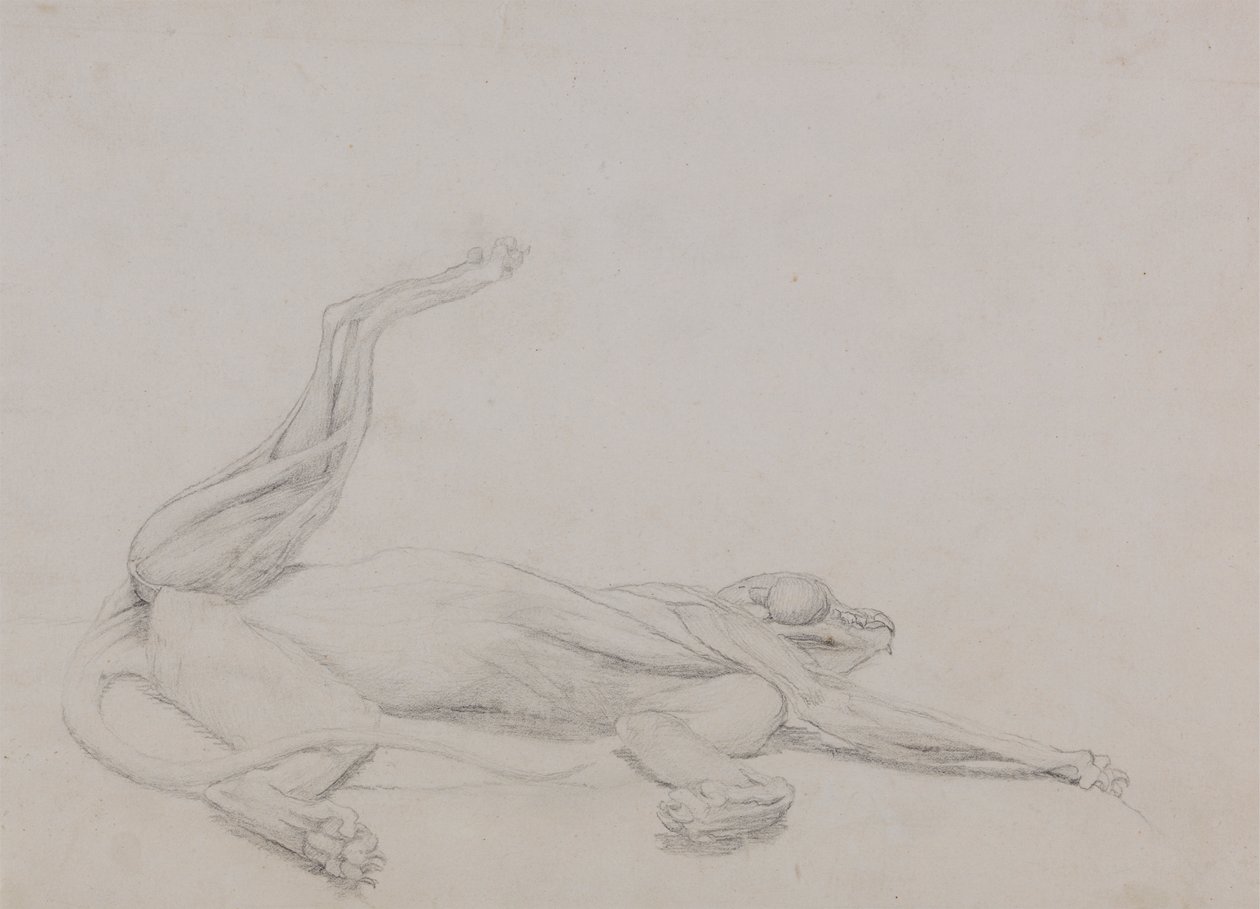 Ciało tygrysa, leżące, oglądane od strony brzusznej autorstwa George Stubbs