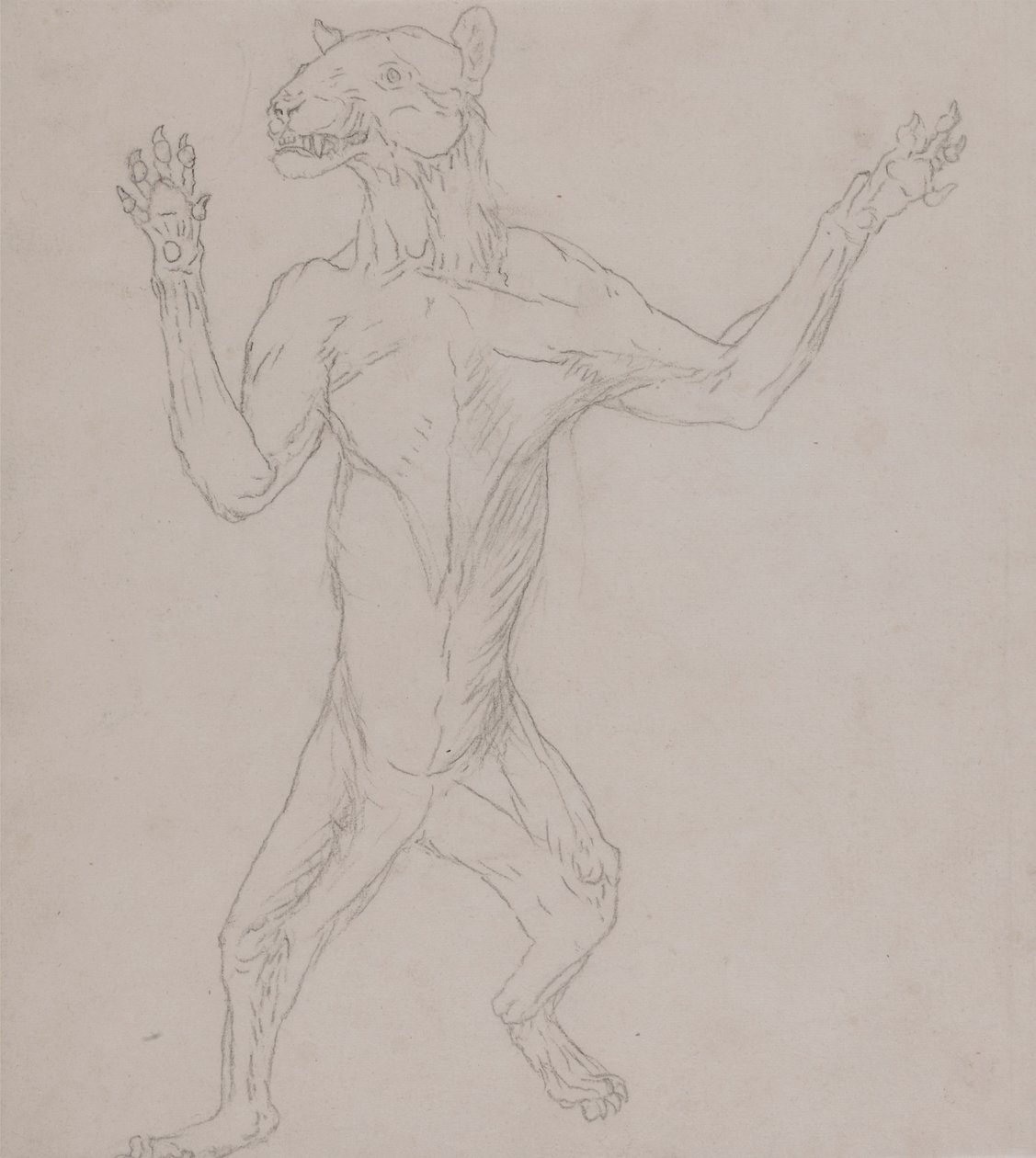 Ciało tygrysa, stojące w ludzkiej postawie autorstwa George Stubbs