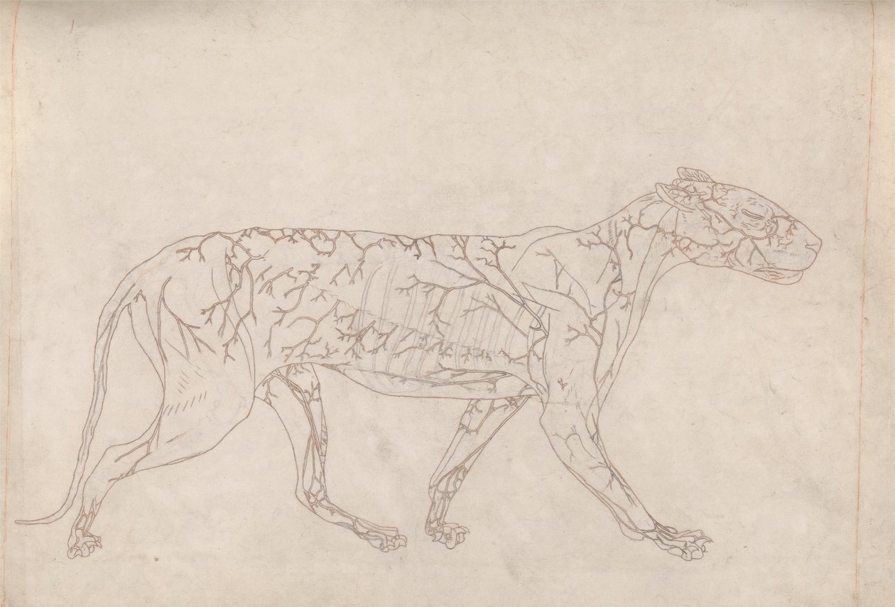Tygrys, widok z boku (zarysowe studium zaopatrzenia w krew na powierzchni, przygotowane dla kluczowej figury w tabeli IX) autorstwa George Stubbs