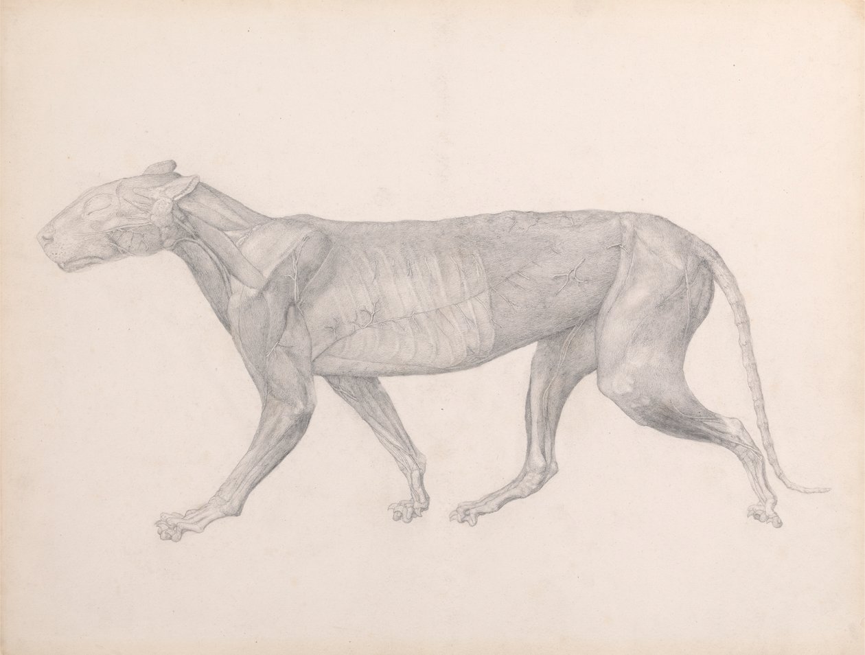 Tygrys, widok z boku, z usuniętą tkanką łączną pokrywającą mięśnie (badanie zakończone dla tabeli XIV) autorstwa George Stubbs