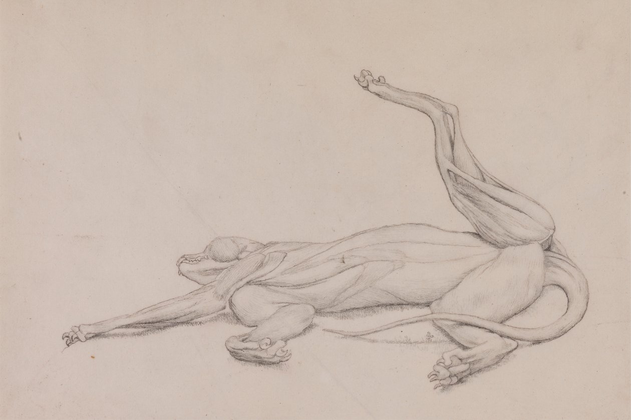 Tygrys, leżący, oglądany od strony brzusznej autorstwa George Stubbs