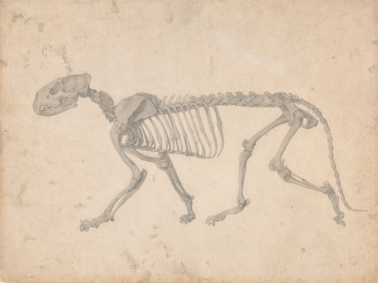 Szkielet tygrysa, widok z boku (ukończone studium dla tabeli IV) autorstwa George Stubbs