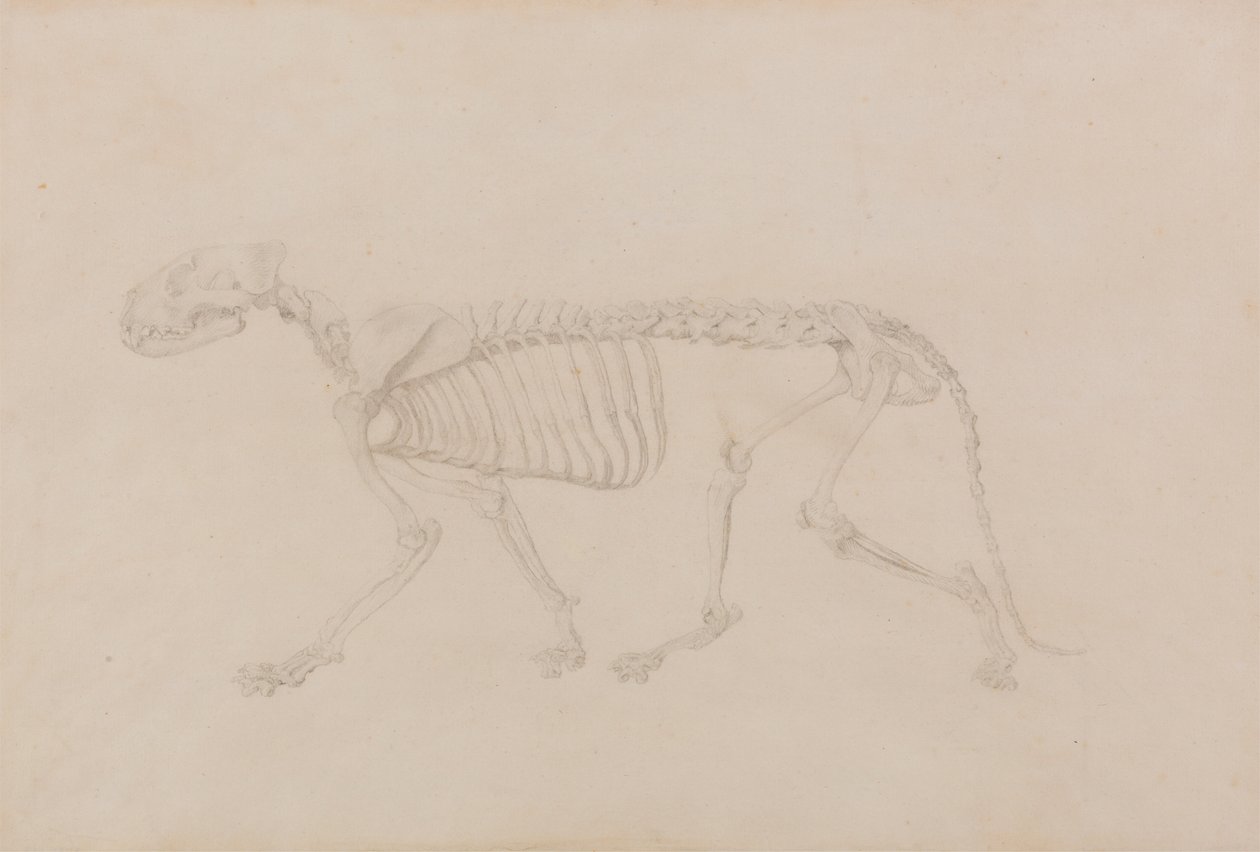 Szkielet tygrysa, widok z boku (wysoce ukończone badanie do tabeli IV) autorstwa George Stubbs
