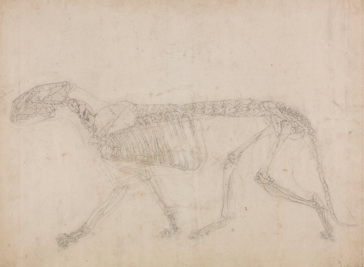 Szkielet tygrysa, widok z boku (prawdopodobnie główne studium szkieletu) autorstwa George Stubbs