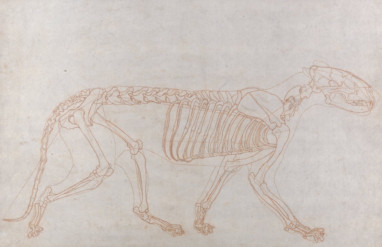Szkielet Tygrysa, Widok Boczny autorstwa George Stubbs