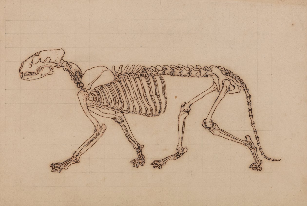 Szkielet Tygrysa, Widok Boczny autorstwa George Stubbs
