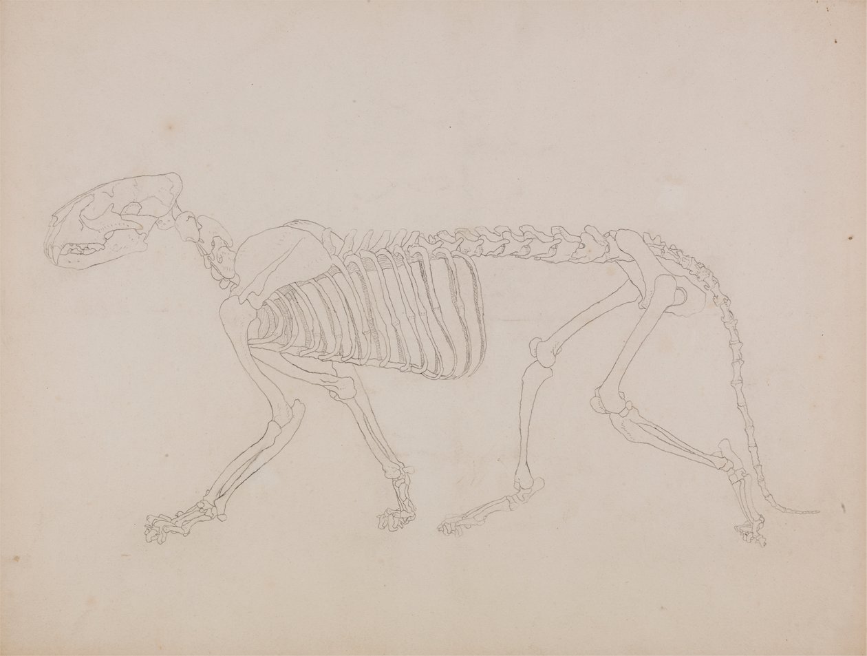 Szkielet Tygrysa, Widok Boczny autorstwa George Stubbs