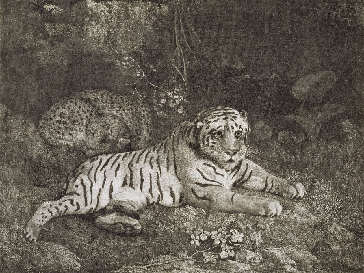 Grawerowane przez artystę "Dwa Tygrysy", wyd. 1788 (akwaforta) autorstwa George Stubbs