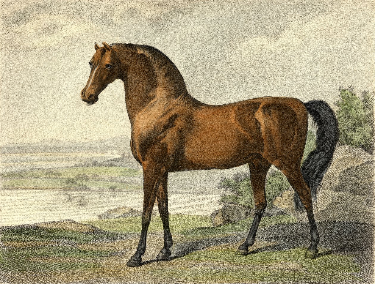 Warren Hastings Arabian autorstwa George Stubbs