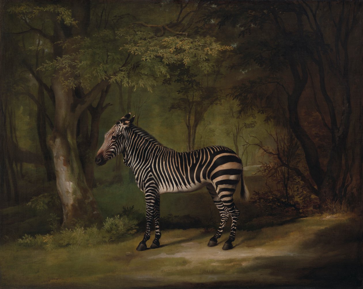 Zebra autorstwa George Stubbs