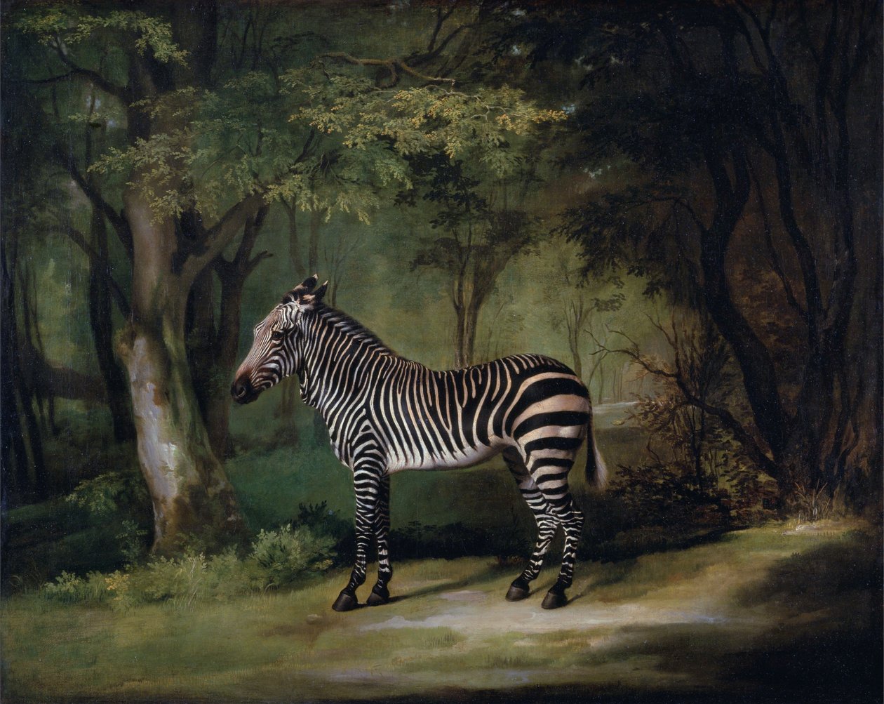 Zebra autorstwa George Stubbs