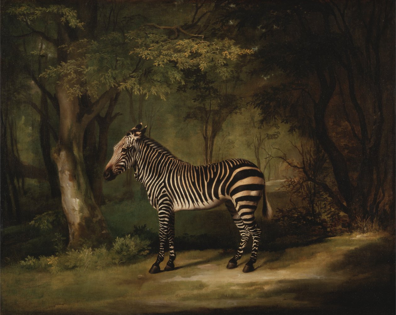 Zebra autorstwa George Stubbs