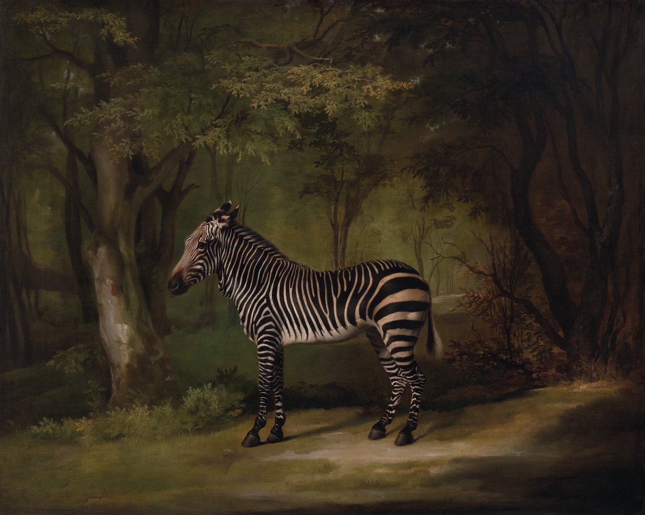 Zebra, wystawiony 1763. autorstwa George Stubbs