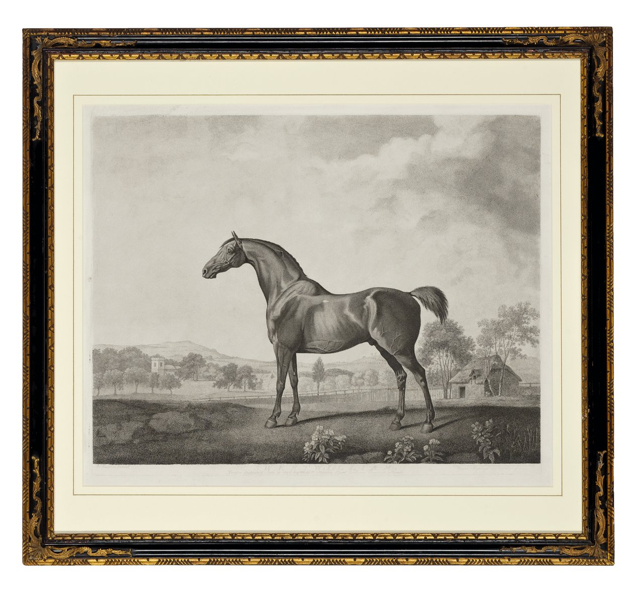 Sweetwilliam (grawerowanie punktowe) autorstwa George Townley Stubbs
