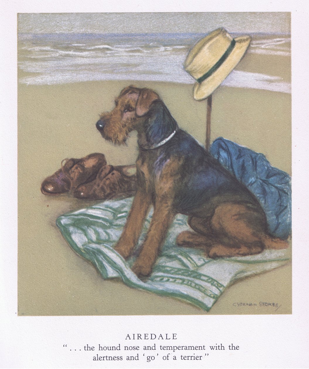Airedale (druk kolorowy) autorstwa George Vernon Stokes