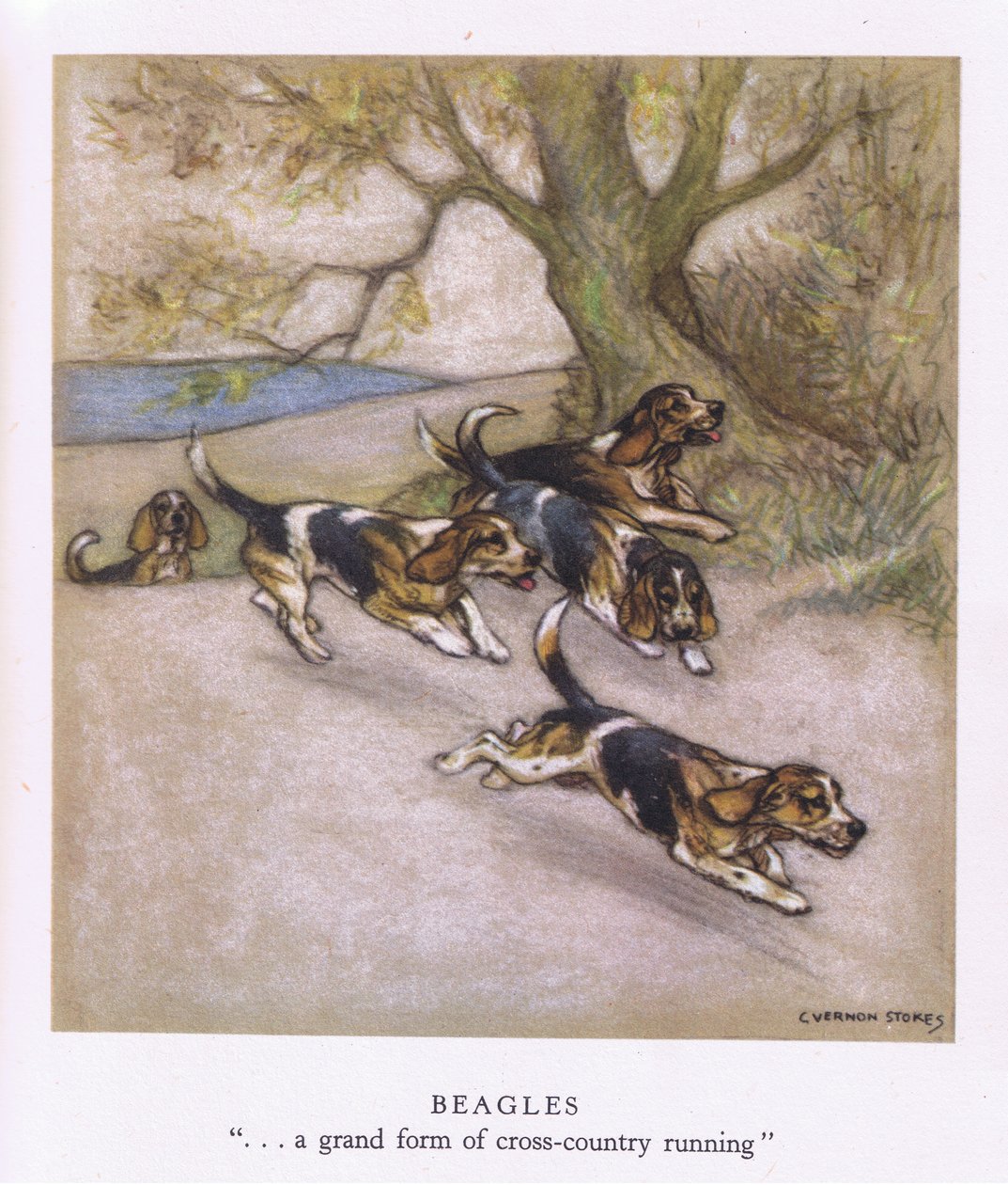 Beagle (kolorowa litografia) autorstwa George Vernon Stokes