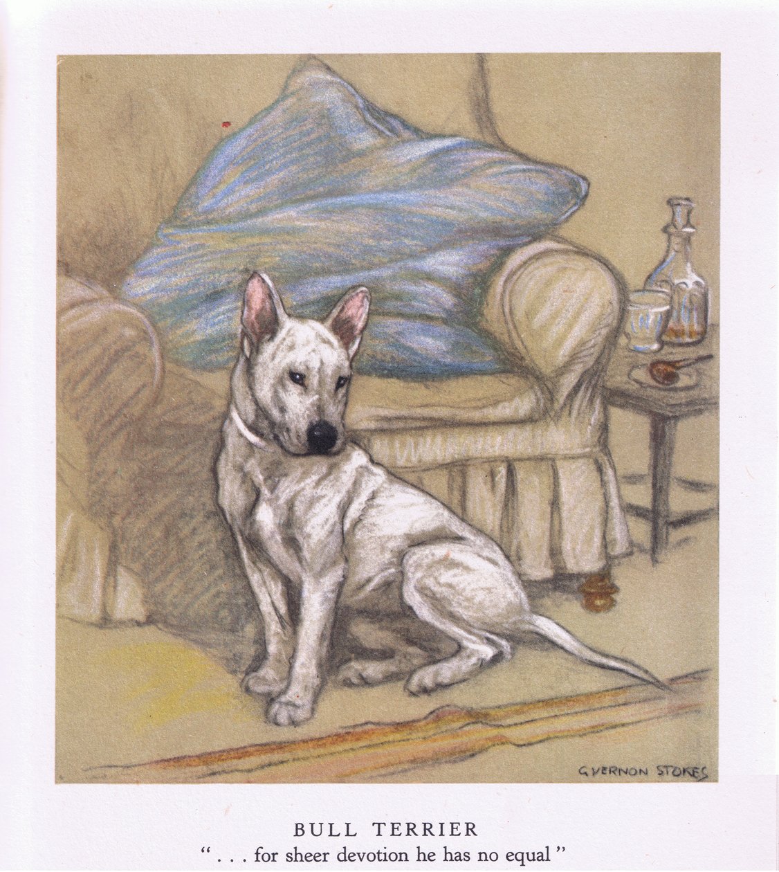Bull Terrier (kolorowa litografia) autorstwa George Vernon Stokes